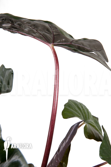 Alocasia &lsquo;Yucatan Princess&rsquo;