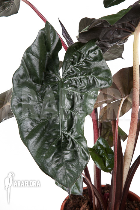 Alocasia &lsquo;Yucatan Princess&rsquo;