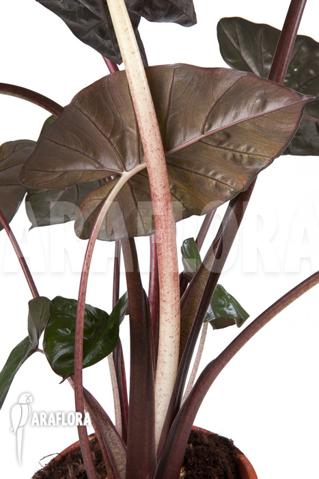 Alocasia &lsquo;Yucatan Princess&rsquo;