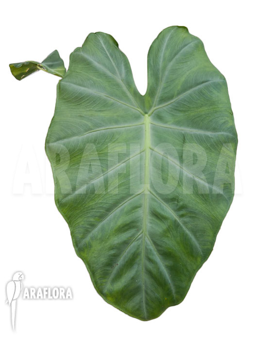 Alocasia aff. Longiloba