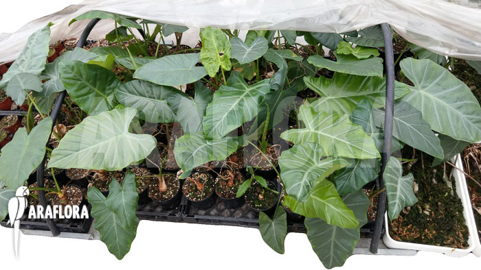 Alocasia aff. Longiloba