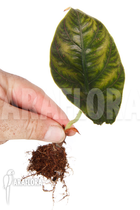 Alocasia azlanii &lsquo;starter&rsquo;