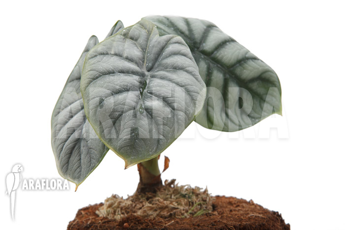 Alocasia baginda &lsquo;Silver dragon&rsquo; &lsquo;M&rsquo;