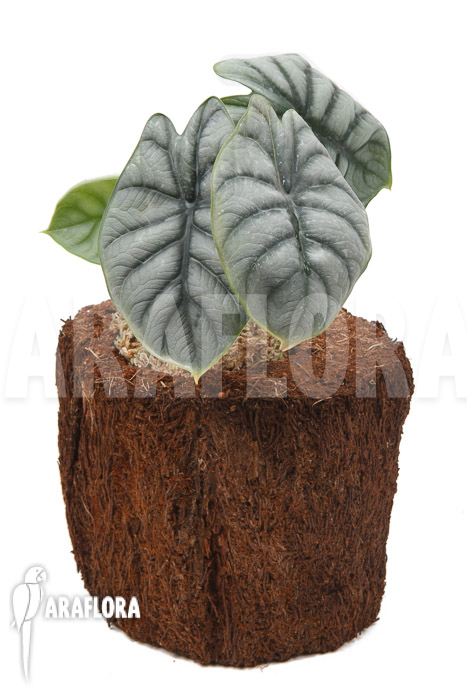 Alocasia baginda &lsquo;Silver dragon&rsquo; &lsquo;M&rsquo;