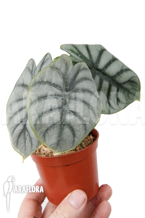 Alocasia baginda &lsquo;Silver dragon&rsquo; &lsquo;M&rsquo;