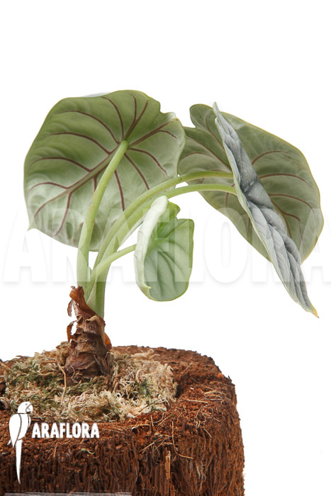 Alocasia baginda &lsquo;Silver dragon&rsquo; &lsquo;M&rsquo;
