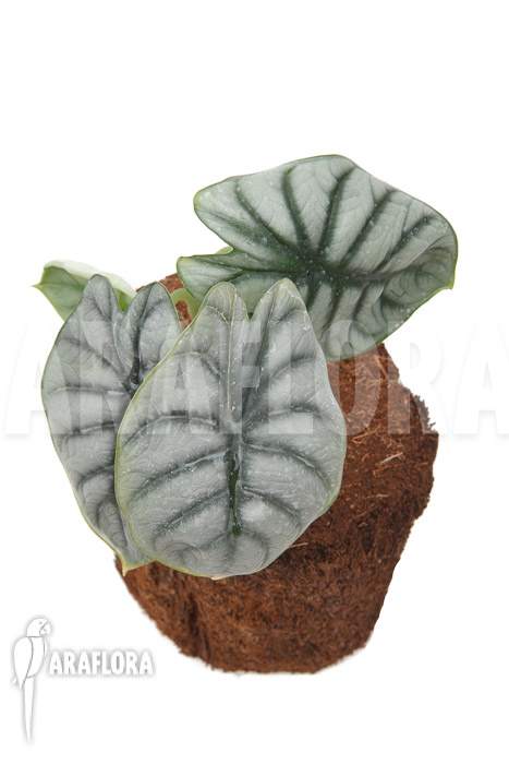 Alocasia baginda &lsquo;Silver dragon&rsquo; &lsquo;M&rsquo;