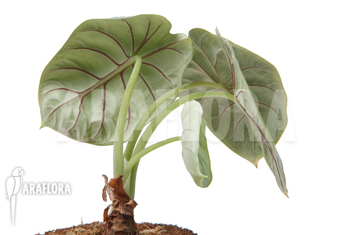 Alocasia baginda &lsquo;Silver dragon&rsquo; &lsquo;M&rsquo;