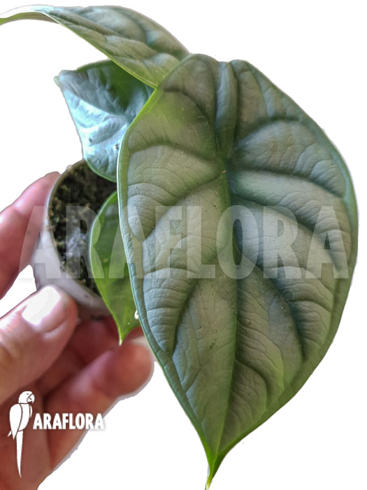 Alocasia baginda &lsquo;Silver dragon&rsquo; Starter