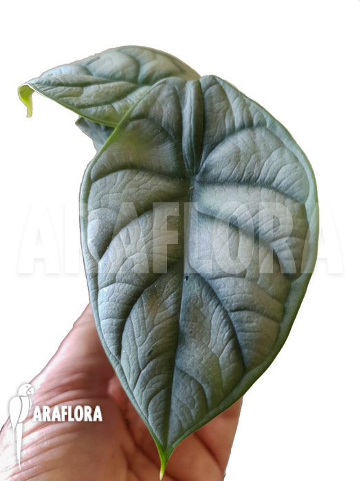 Alocasia baginda &lsquo;Silver dragon&rsquo; Starter