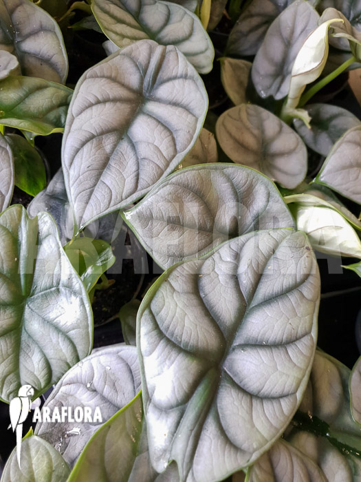 Alocasia baginda &lsquo;Silver dragon&rsquo; Starter