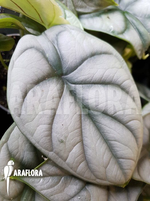 Alocasia baginda &lsquo;Silver dragon&rsquo; Starter
