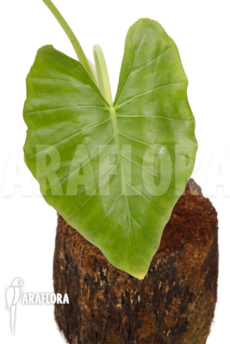 Alocasia cucullata &lsquo;crinkles&rsquo;