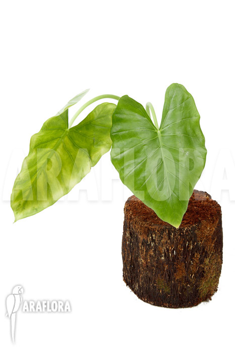 Alocasia cucullata &lsquo;crinkles&rsquo;