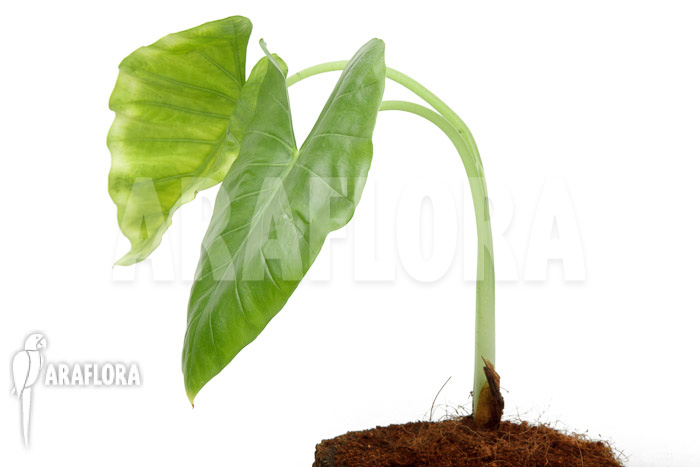 Alocasia cucullata &lsquo;crinkles&rsquo;