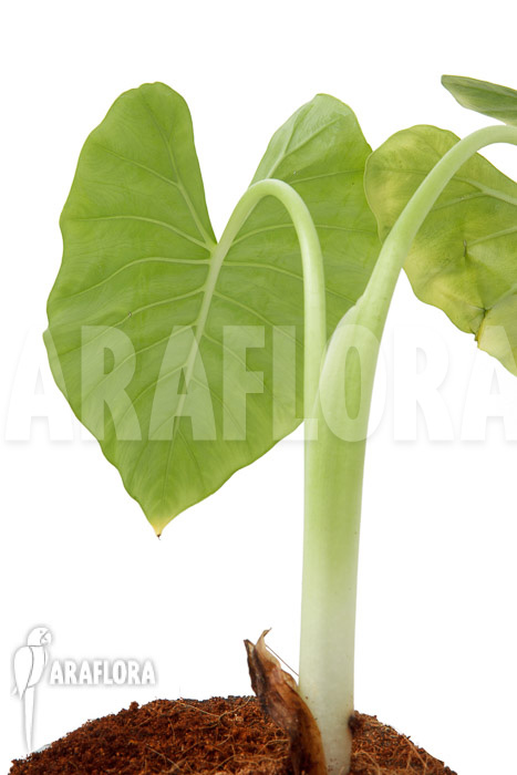 Alocasia cucullata &lsquo;crinkles&rsquo;
