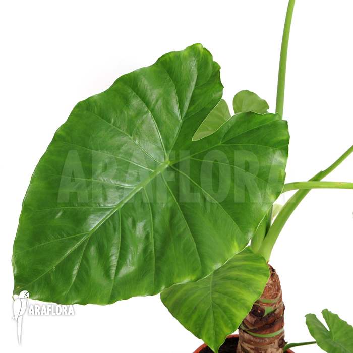 Alocasia cucullata &lsquo;Buddha Hand&rsquo;