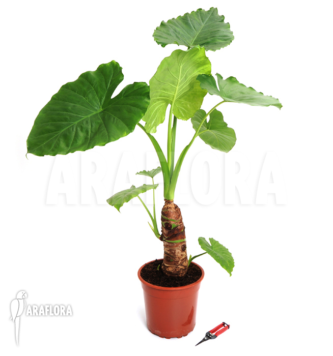 Alocasia cucullata &lsquo;Buddha Hand&rsquo;