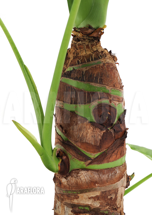Alocasia cucullata &lsquo;Buddha Hand&rsquo;