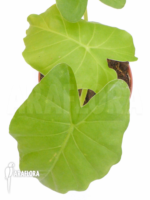 Alocasia gageana