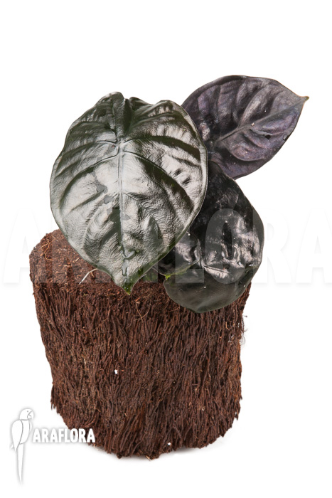 Alocasia infernalis Black Magic &lsquo;M&rsquo;