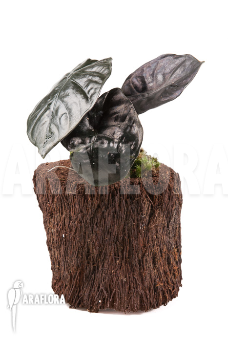 Alocasia infernalis Black Magic &lsquo;M&rsquo;