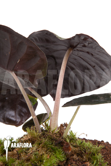 Alocasia infernalis Black Magic &lsquo;M&rsquo;
