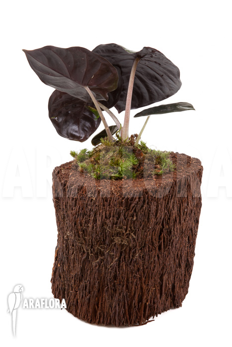 Alocasia infernalis Black Magic &lsquo;M&rsquo;