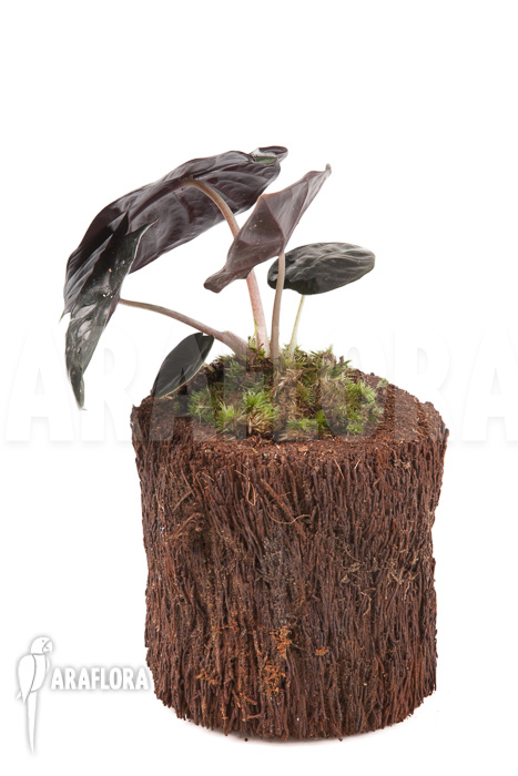 Alocasia infernalis Black Magic &lsquo;M&rsquo;