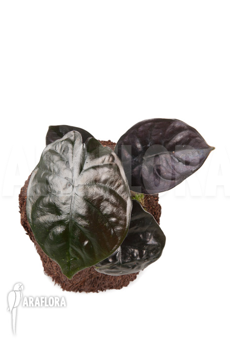 Alocasia infernalis Black Magic &lsquo;M&rsquo;