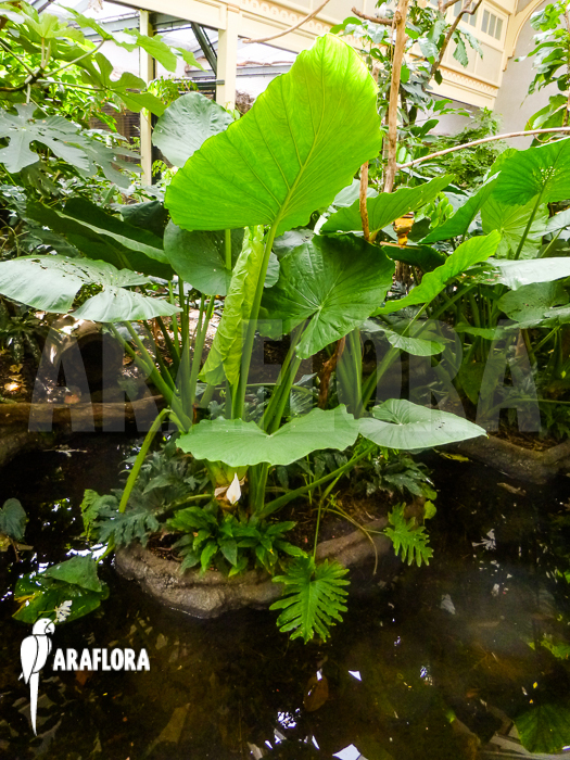 Alocasia macrorrhiza