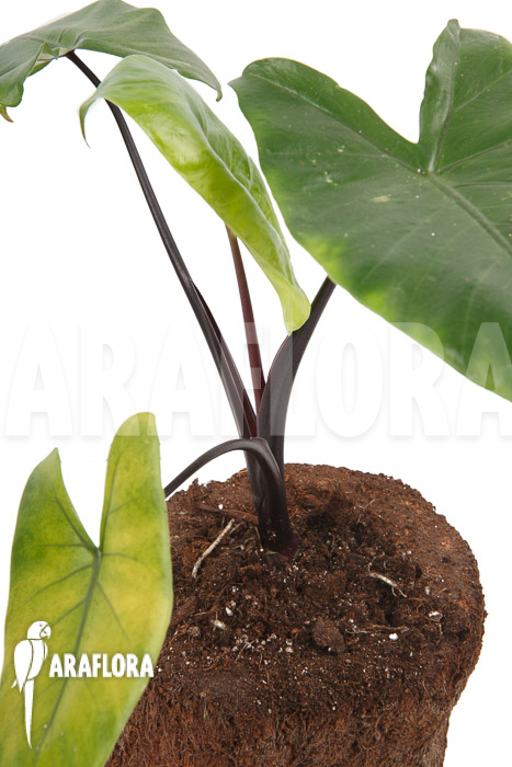 Alocasia macrorrhizos &lsquo;Black stem&rsquo;
