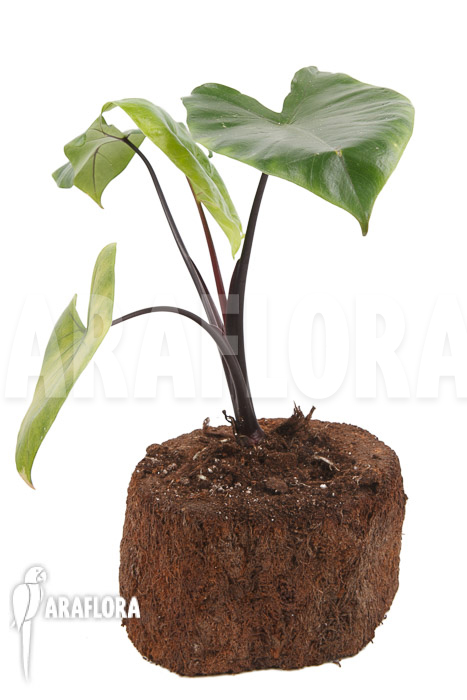 Alocasia macrorrhizos &lsquo;Black stem&rsquo;