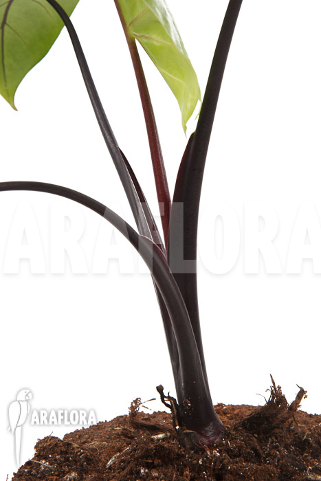 Alocasia macrorrhizos &lsquo;Black stem&rsquo;