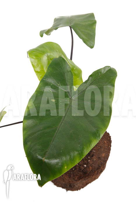 Alocasia macrorrhizos &lsquo;Black stem&rsquo;