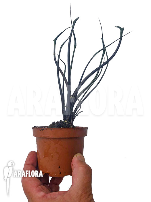 Alocasia plumbea &lsquo;Flying Squid&rsquo;