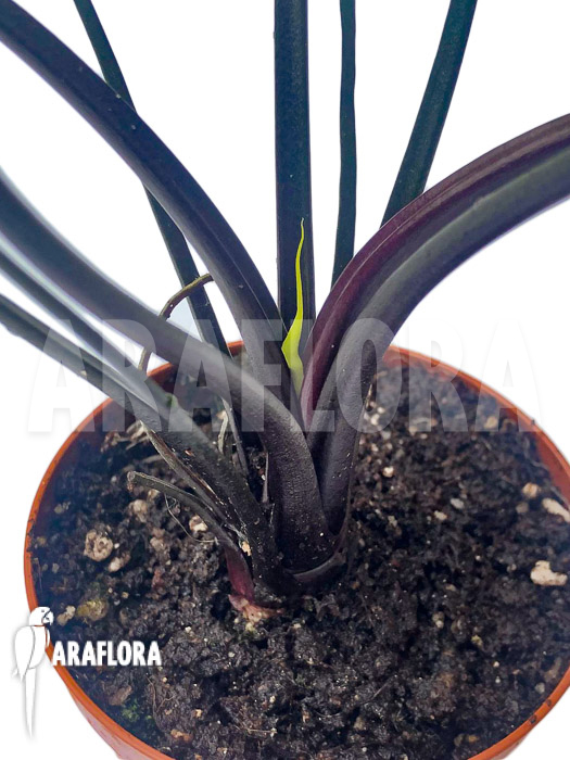 Alocasia plumbea &lsquo;Flying Squid&rsquo;