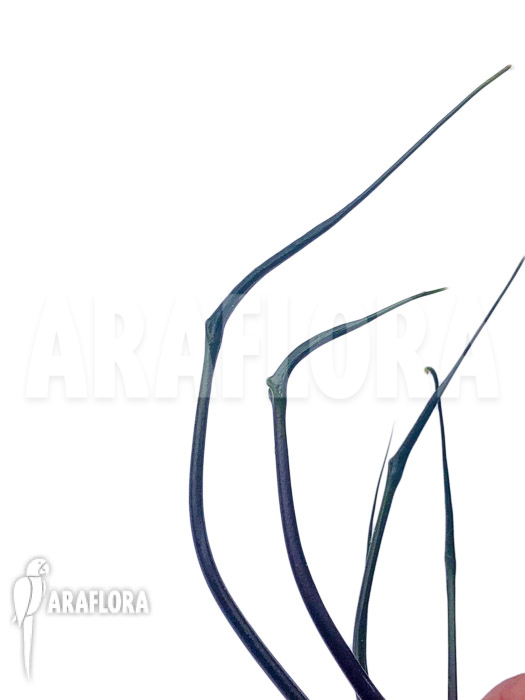 Alocasia plumbea &lsquo;Flying Squid&rsquo;