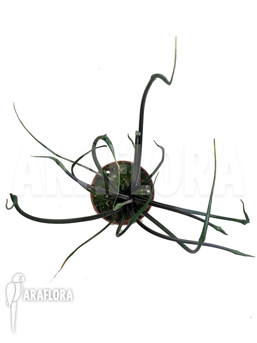 Alocasia plumbea &lsquo;Flying Squid&rsquo;