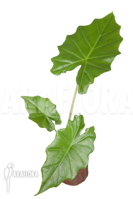 Alocasia portodora