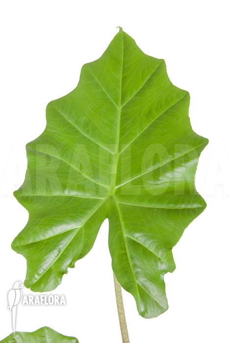 Alocasia portodora