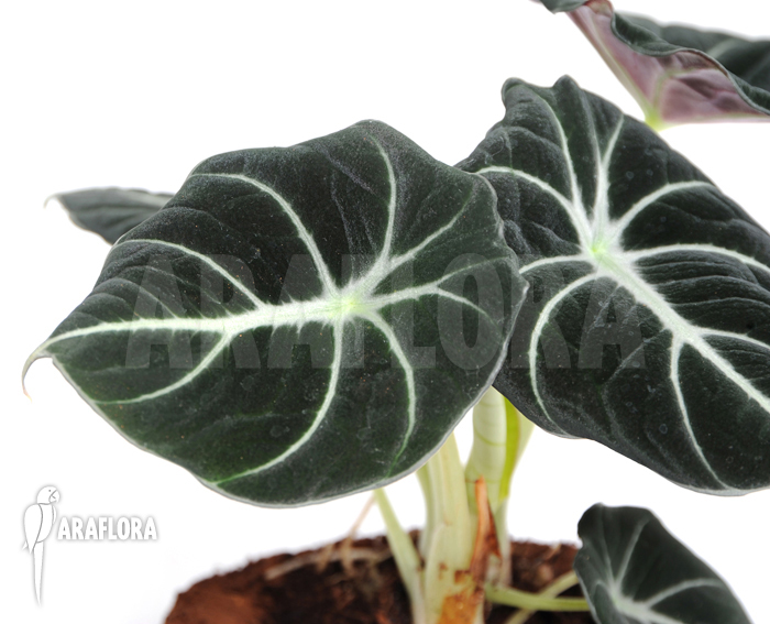 Alocasia reginula &lsquo;Black Velvet&rsquo;