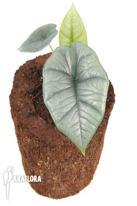 Alocasia sp platinum