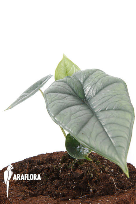 Alocasia sp platinum