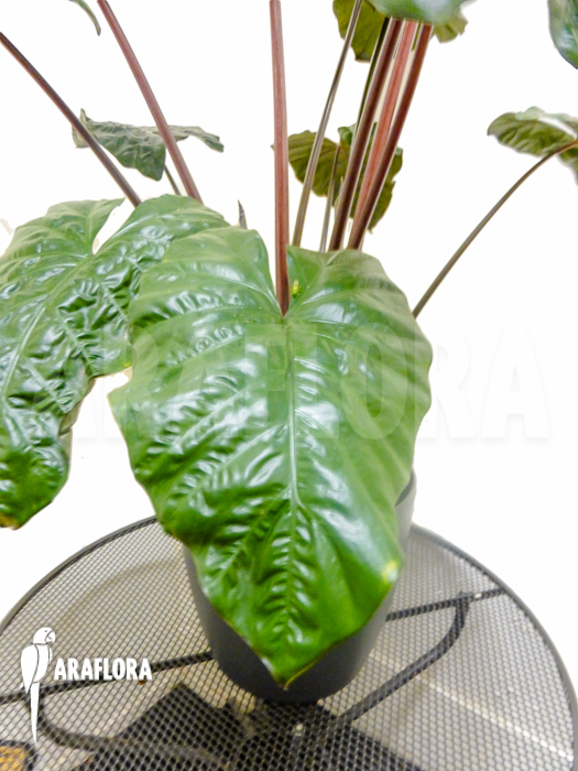 Alocasia x portodora Black beauty