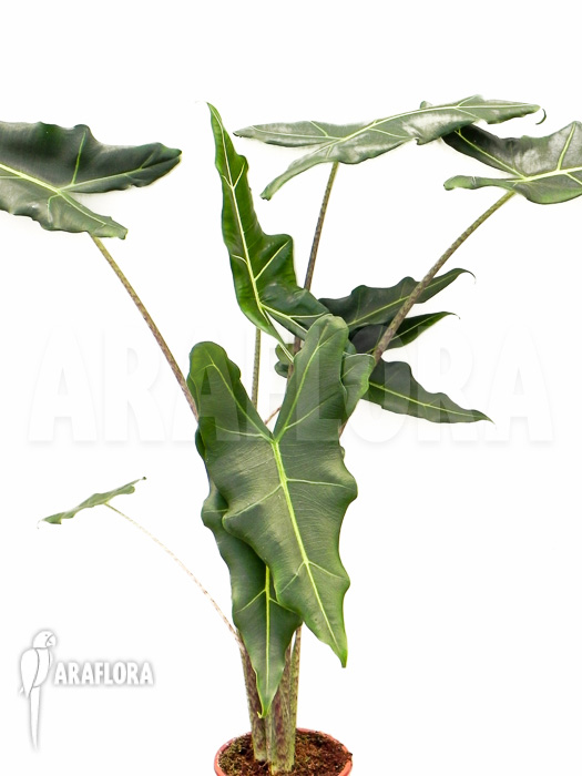 Alocasia x Sarian (zebrine x micholitziana) &lsquo;M&rsquo;