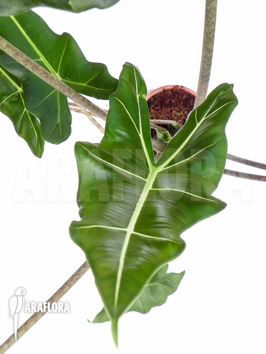Alocasia x Sarian (zebrine x micholitziana)  &lsquo;M&rsquo;