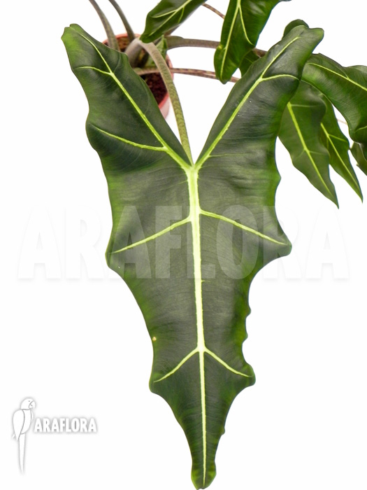 Alocasia x Sarian (zebrine x micholitziana)  &lsquo;M&rsquo;