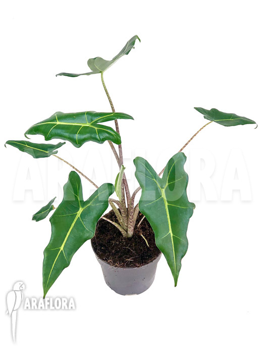 Alocasia x Sarian (zebrine x micholitziana) &lsquo;S&rsquo;