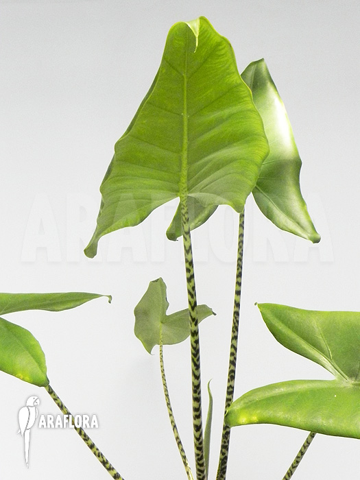 Alocasia zebrina